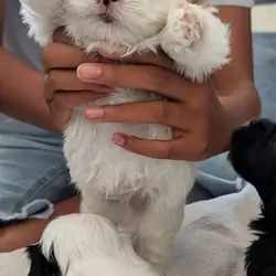 Malshi puppies