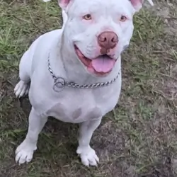 American bulldogs 5th generation