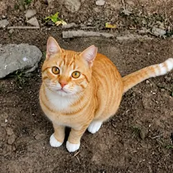 Cat Needs a Home