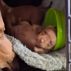 Very rare chiweenie