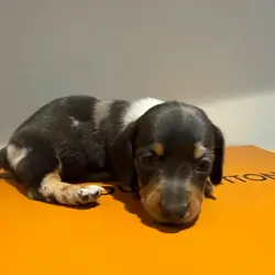 Miniature Dachshund Puppies – 1 Male & 1 Female –