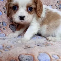 Adorable Cavalier King Charles Spaniel puppies