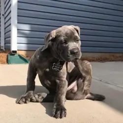 Healthy American Pit Bull Terrier puppies.