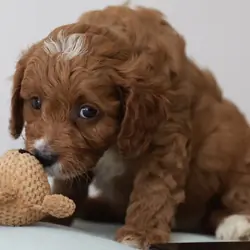 Gorgeous Teddybear Cavapoo puppies