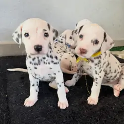 ADORABLE DALMATIAN PUPPIES FOR SALE