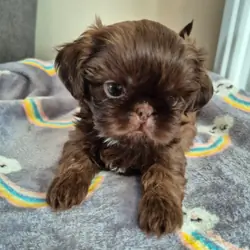 Beautiful Cavalier King Charles Spaniel Puppies