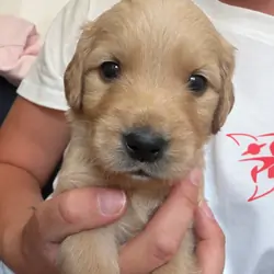 Beautiful Golden Retriever puppies