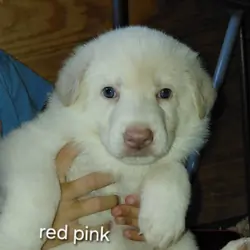 Puppies
