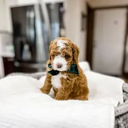HEALTHY CAVAPOO PUPPIES