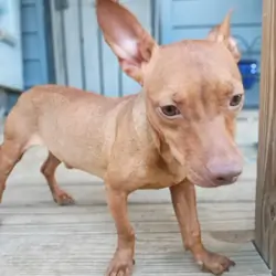 Chihuahua Dachshund mix