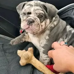 Super sweet English bulldog puppy