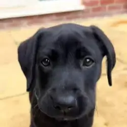 10 weeks old Labrador retriever
