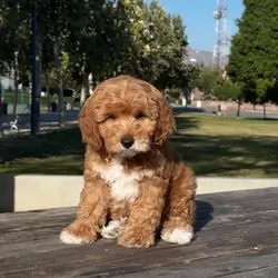 boy and girl Goldendoodle puppies For Sale