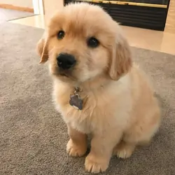 Potty trained Golden retriever puppies