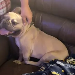 Frenchbulldog