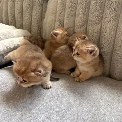 British shorthair