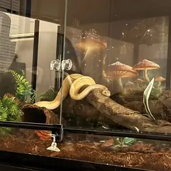 Ball python