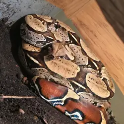 Male Suriname redtail boa