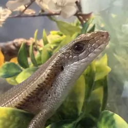 Asian gold skink