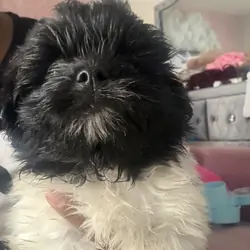 Shihpom