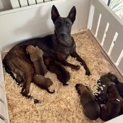 Belgian shepards manolis
