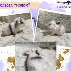 Holland Lop Bunny