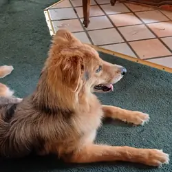 Australian/German Shepard