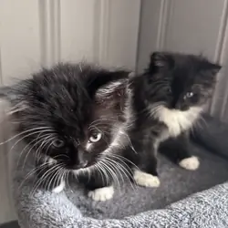 7 week black and white kittens