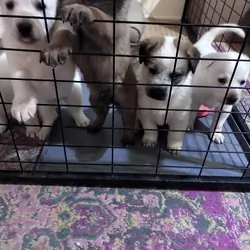 german sheppard pups