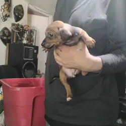 Miniature grey hound and chiweenie puppies