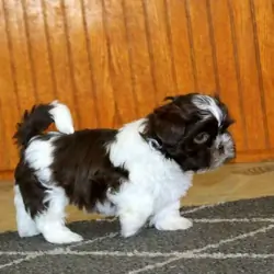 Shih Tzu Puppies Available