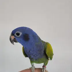 Tamed blue headed Pionus