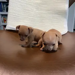 Chihuahua puppies