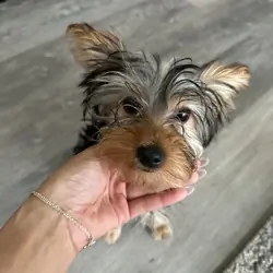 Yorkies