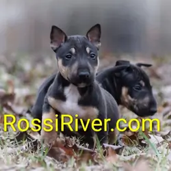 Mini bull terrier puppies