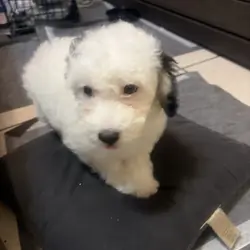 Toy poodle