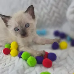 Purebred siamese colorpoint kittens seal and blue