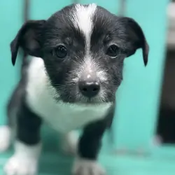 Chihuahua mix puppy