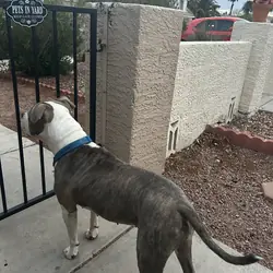Rehoming: Juno — Spayed, Microchipped, UTD on Shot