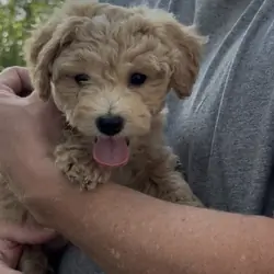 “Kizzy” Cavapoochon—Toy sized