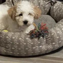 “Dover” Cavapoochon mini male
