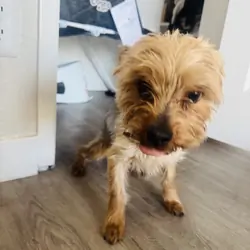 Yorkie
