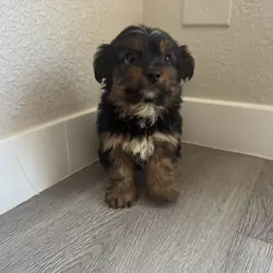 Yorkie puppies