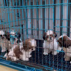 Puppy