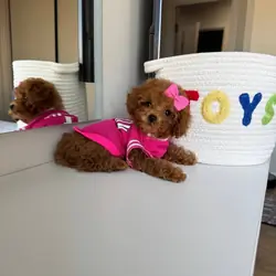 Tiny Maltipoo