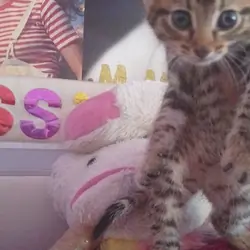 1 month old tabby kittens