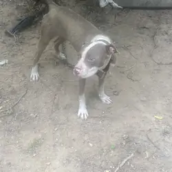 Brown Tri pit
