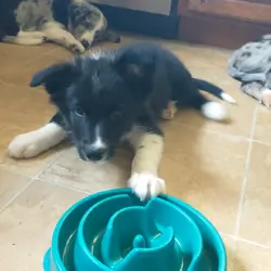 Border Collie puppies