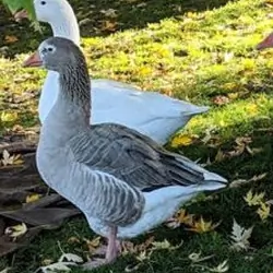 Cotton Patch Geese Trio