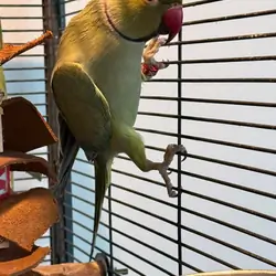 2 male and female Indian ring necks